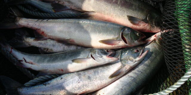 えびさん GRAPE BRAIN×ELECTRIC TOYS〉の『ちびまる子ちゃん』ソフビに