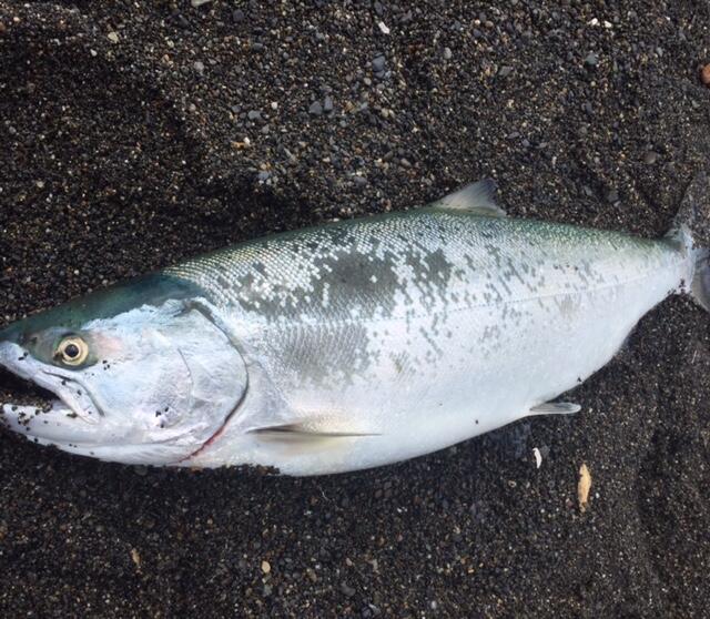 道北日本海のサクラマス | HOUMURA Web
