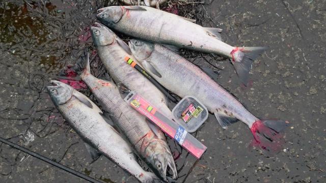 鮭釣りは沖から! 新品未開封 2人用 カヌー カヤック ゴムボート  アキアジ 秋鮭 #ニシタップ #アキアジ #北海道釣り #サケ釣り #鮭釣り